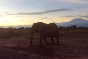 Elefant am Morgen am Fuß des Kilimandscharo