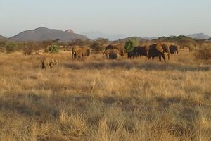 Elefanten im Samburu-Nationalpark Kenia