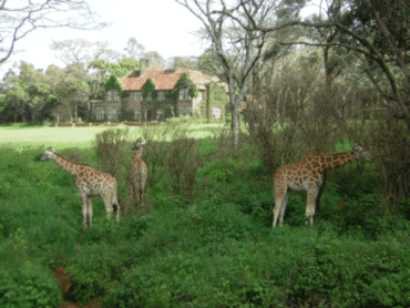 Giraffenpark Giraffe Center Nairobi Kenia
