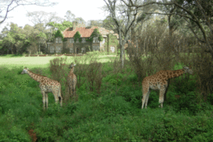 Giraffen im Giraffenpark in Nairobi Kenia