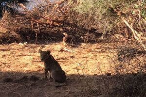 Ein kleine Löwe aus der Samburu - Nationalpark in Kenia