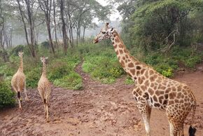 Giraffencenter in Nairobi Kenia