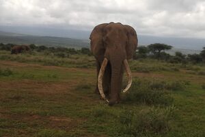 Elefant im Samburu-Nationalpark Kenia