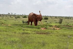 Typisch roter Elefant bei Tsavo East - Safari in Kenia