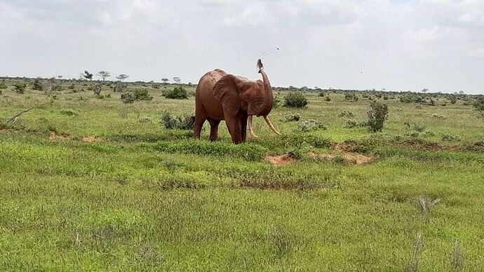 Typisch roter Elefant bei Tsavo East