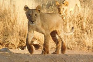 Löwin im Samburu-Nationalpark Kenia